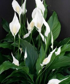 Spathiphyllum