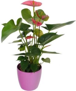 Anthurium