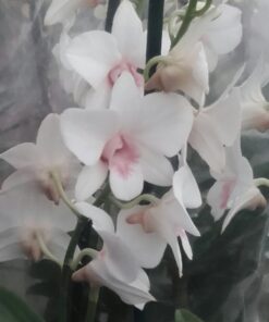 Plante de Dendrobium