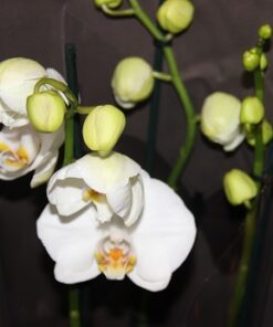 Phalaenopsis