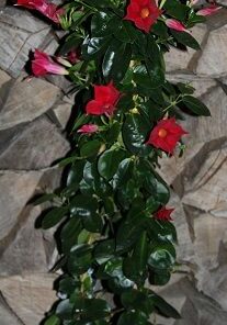 Dipladenia rouge
