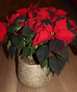 Rose de Noël et son cache-pot