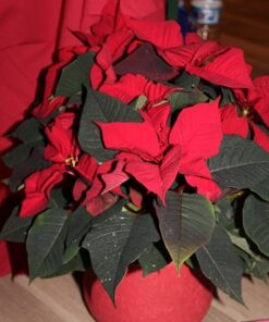 Rose de Noël et son cache-pot