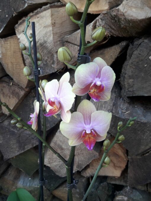 Phalaenopsis – Image 2