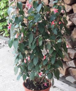Fuchsia palissé