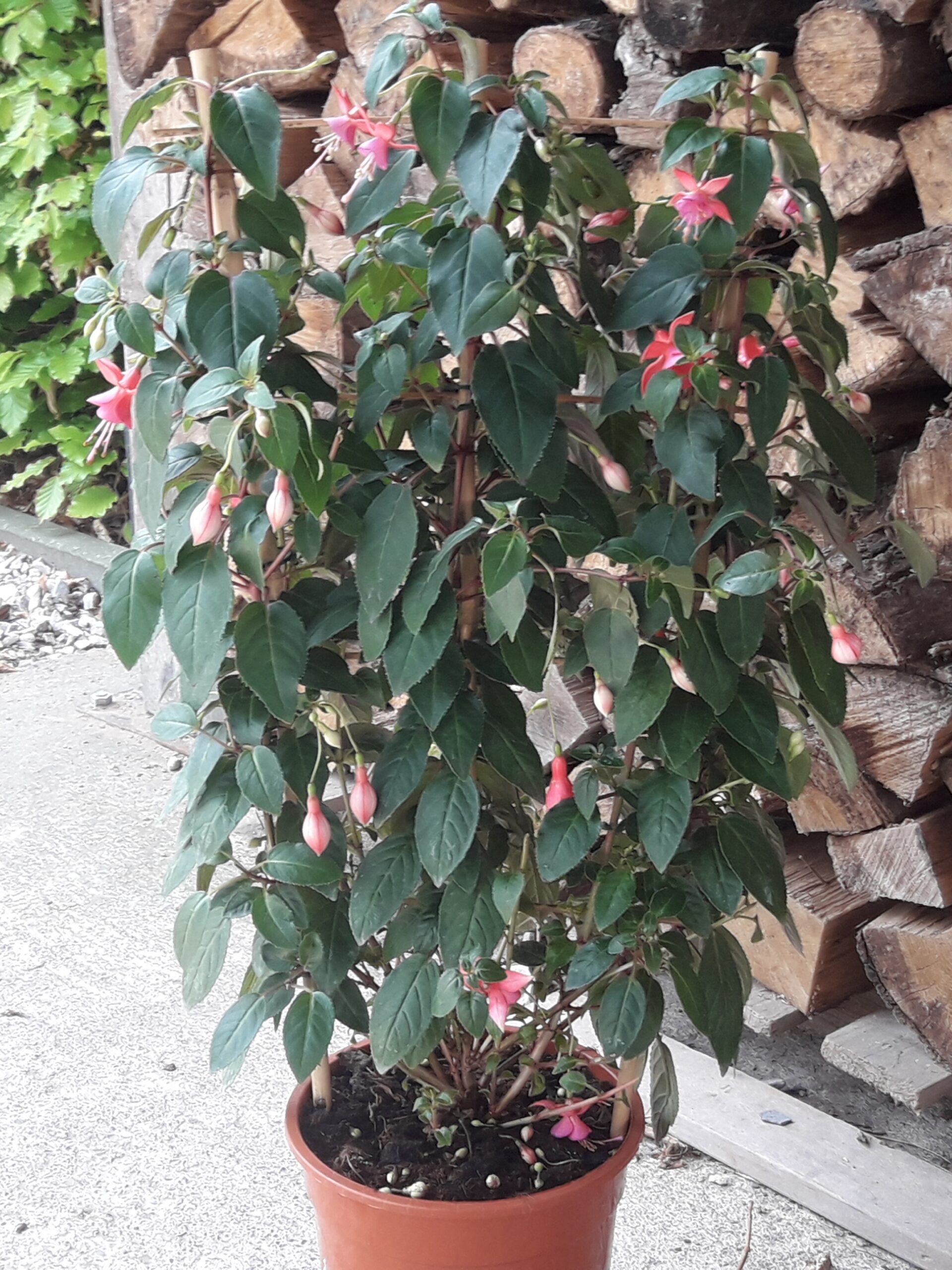 Fuchsia palissé
