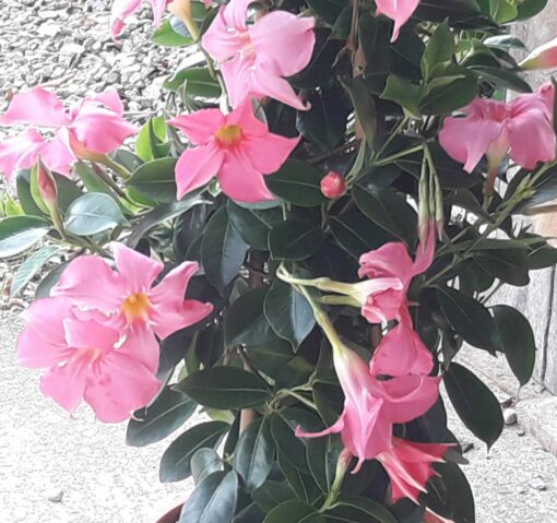 Dipladenia rose – Image 2