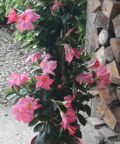 Dipladenia rose