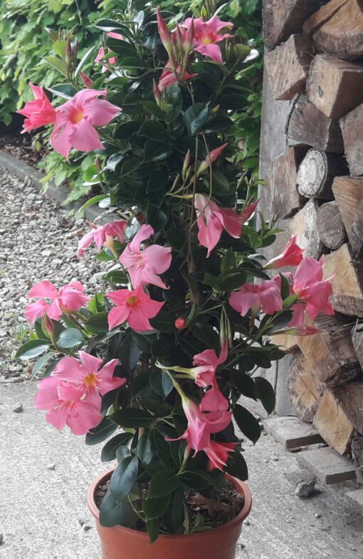 Dipladenia rose