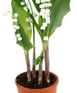 Plant de muguet