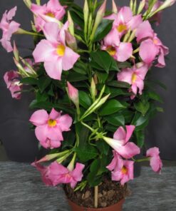 Dipladenia rose