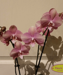Phalaenopsis rose